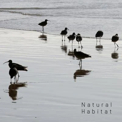 Water Sounds/Bird Sounds/Healing Power Natural Sounds Oasis Natural Habitat - Collection of Nature Sounds: Water and Birds