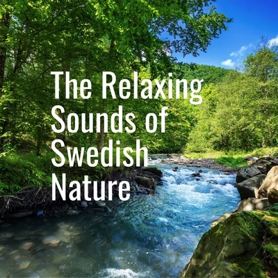 The Relaxing Sounds of Swedish Nature Small Forest River