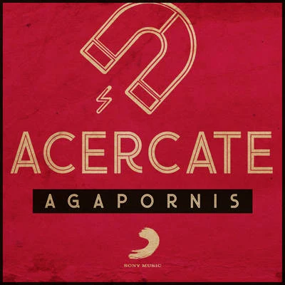 Agapornis Acercate