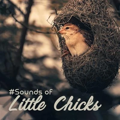 Sounds of Nature Relaxation/Bird Sounds/Quiet Music Oasis #Sounds of Little Chicks: 15 Songs with the Background of Nature and Singing of Birds for Simply Relaxation, Ambient Music, Melodies of Piano, Feel Be