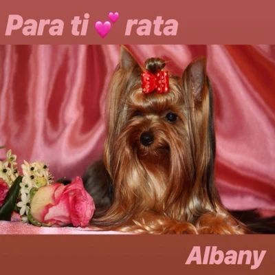 Albany Para Ti Rata