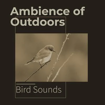 Bird Sounds Ambience of Outdoors