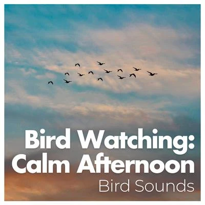 Bird Sounds Bird Watching: Calm Afternoon