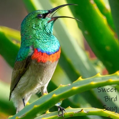 Nature &amp; Sounds Backgrounds Sweet Bird Song