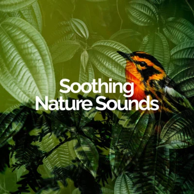 歌手 Soothing Nature SoundsSounds Of Nature: ThunderstormChildrens Music