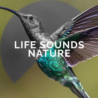 歌手 Life Sounds NatureThe Rain LibraryClassical Study Music