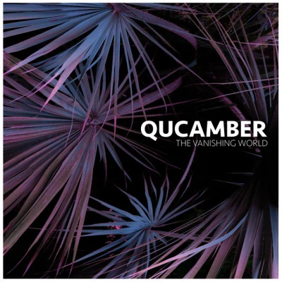 歌手 Qucamber