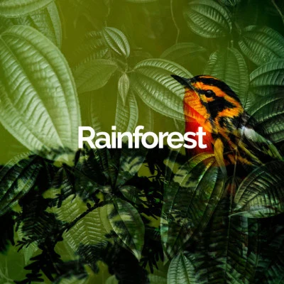 歌手 Rainforest