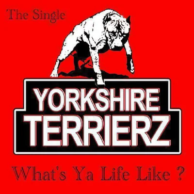 歌手 Yorkshire Terrierz