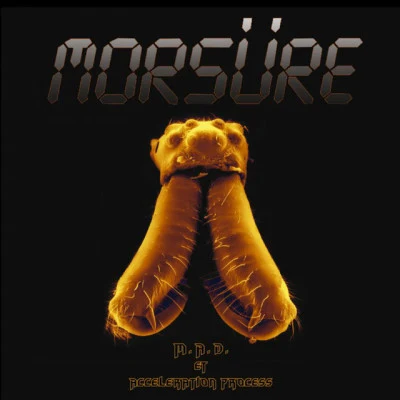 歌手 Morsure