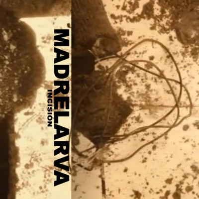 歌手 Madrelarva