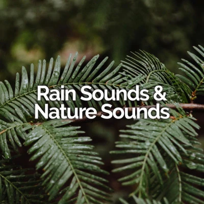 Rain Sounds & Nature Sounds/Sunset Chill Out Music Zone/Meditation Awareness 50 Relaxing Melodies for Natural Rest and Relaxation